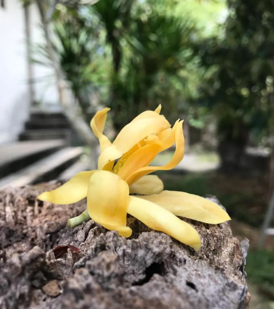 El Homestay Bali Nusa Dua